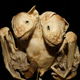 Image Courtesy of Marcelo R. Nogueira, from Laboratório de Ciências Ambientais, Universidade Estadual do Norte Fluminense